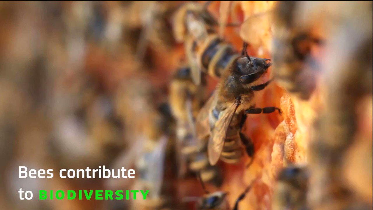 EU Agriculture🌱 on Twitter "🐝 Bees are essential to our ecosystems and