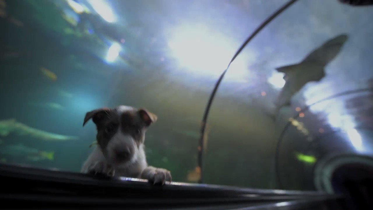 SeaWorld on Twitter "It's National Rescue Dog Day and what better way