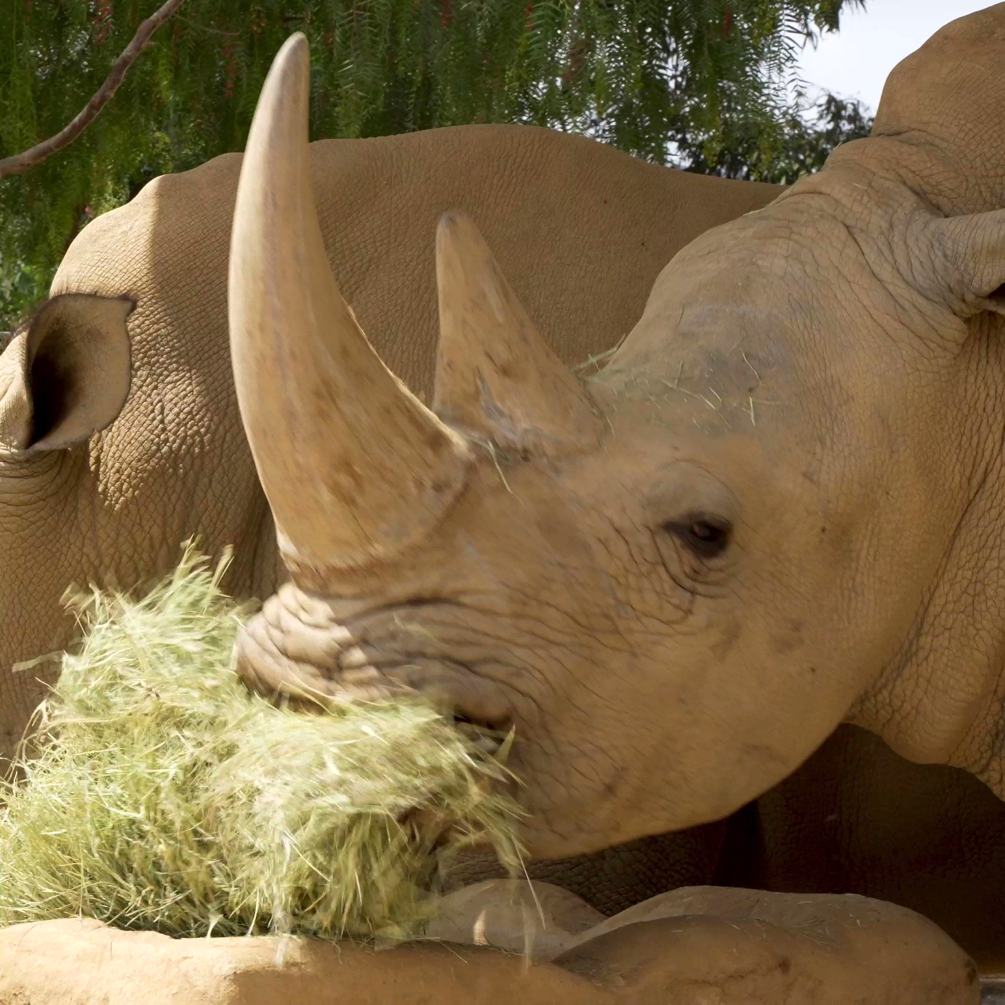 San Diego Zoo Wildlife Alliance on X: 🚨Pregnant rhino alert🚨 SDZWA is  thrilled to announce that Livia, a Southern white rhino at the Nikita Kahn  Rhino Rescue Center, is currently carrying a