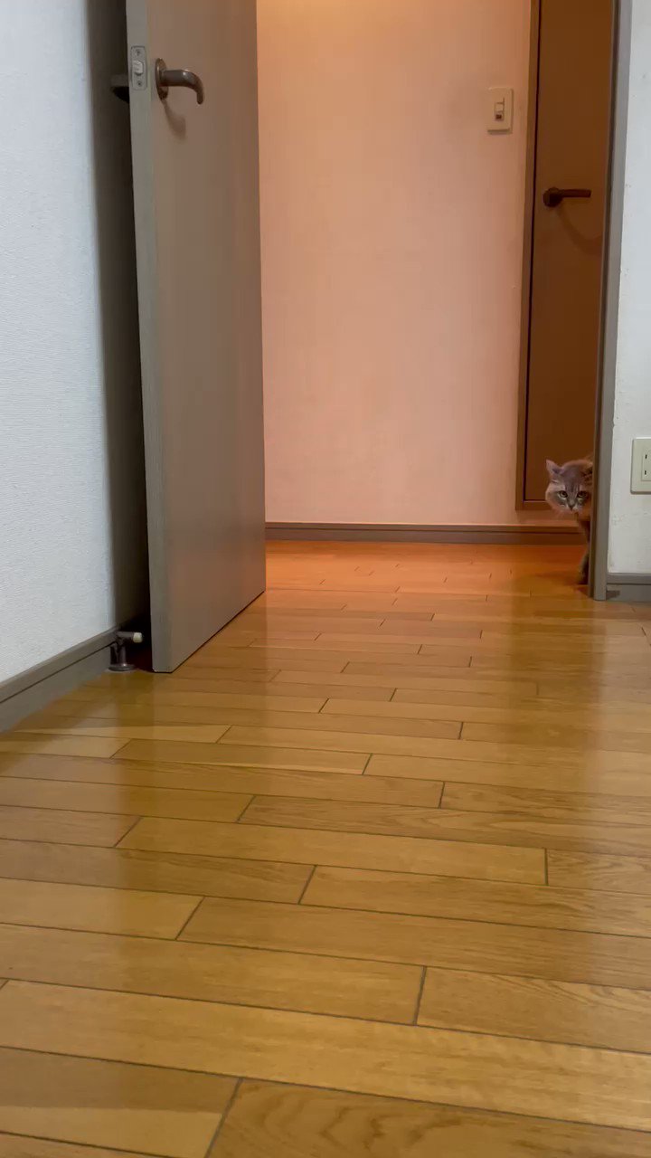 ねこすいページ MYZOO マイズー 宇宙船GAMMA (オーク) 壁付けタイプ猫用ベッド