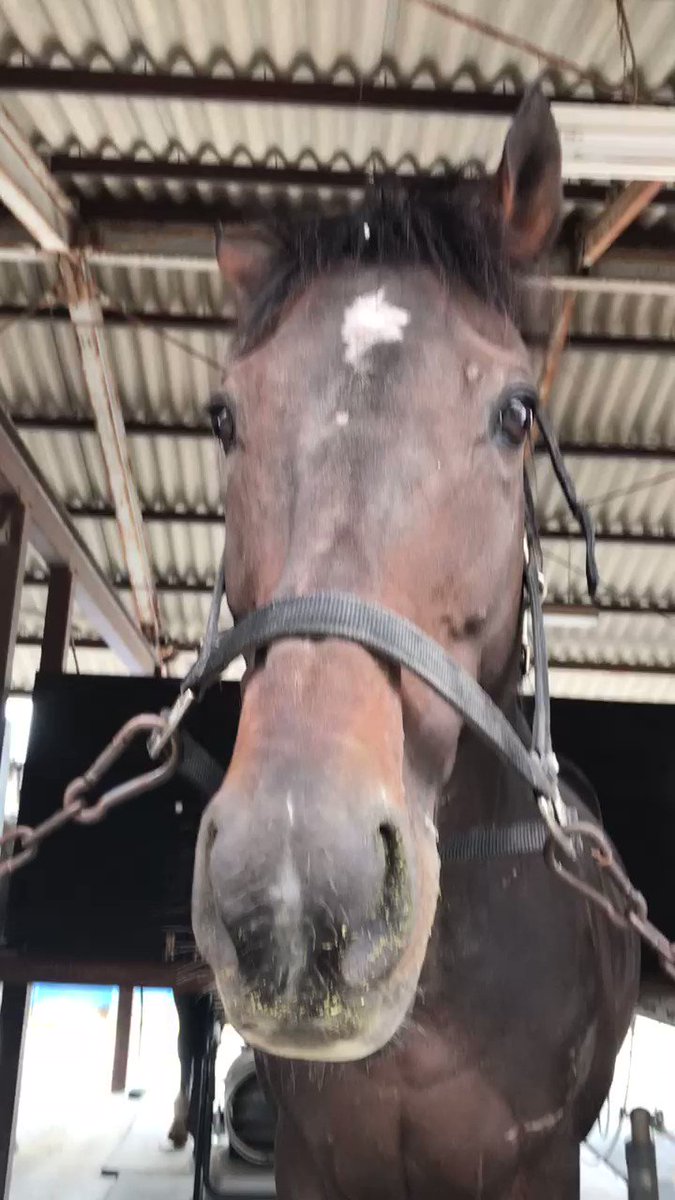 レッドゼノン、ここにいたのか！？
頑張ってリトレーニングして、引き取り先が見つかりますように！🙏 