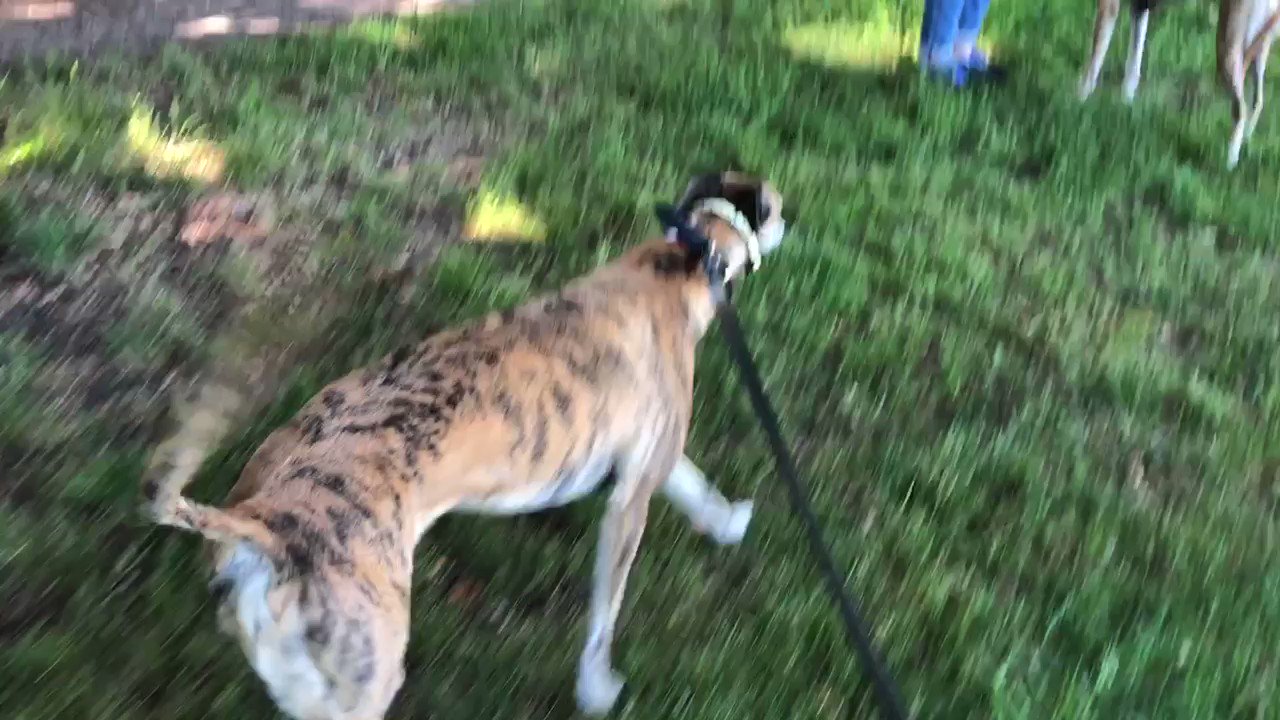 Julie Collier on Twitter "Up early to bring Lola to her first Surrey