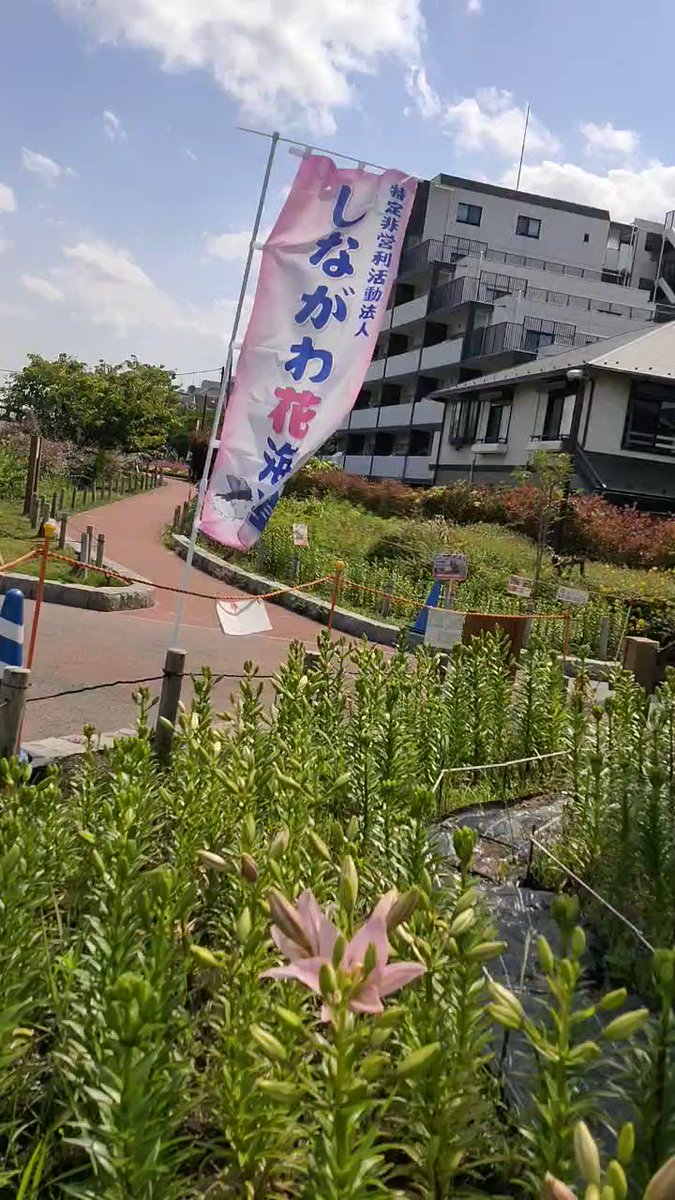 花だより ゆりの花 鮫洲入江広場 5000本の中の12輪が愛らしく花を咲かせていた今日の鮫洲入江広場です ゆりの花5000本 鑑賞ラブウイーク 満開まではまだ先 ゆっくりとお楽しみください しながわ花海道 花便り 百合 品川区 坂井市 品川区 品川区民ニュース 花だより ゆりの花 鮫洲入江広場 5000本の中の12輪が愛らしく花を咲かせていた今日の鮫洲入江広場です ゆりの花5000本 鑑賞ラブウイーク 満開まではまだ先 ゆっくりとお楽しみください しながわ花海道 花便り 百合 品川区 坂井市 品川区 品川区民ニュース