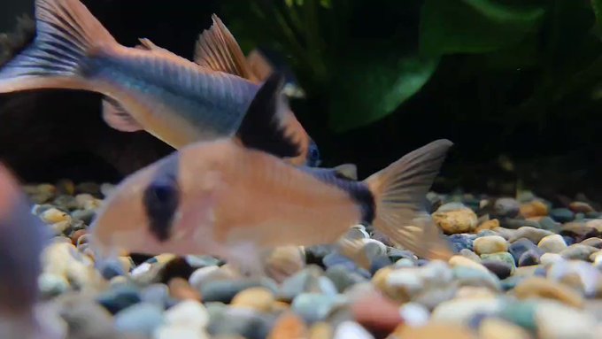 熱帯魚なめんなに 飼育やアクアリウムに関する相談や質問をくれる皆様へ 熱帯魚なめんな アクアリストぷれ子と愉快な仲間たち