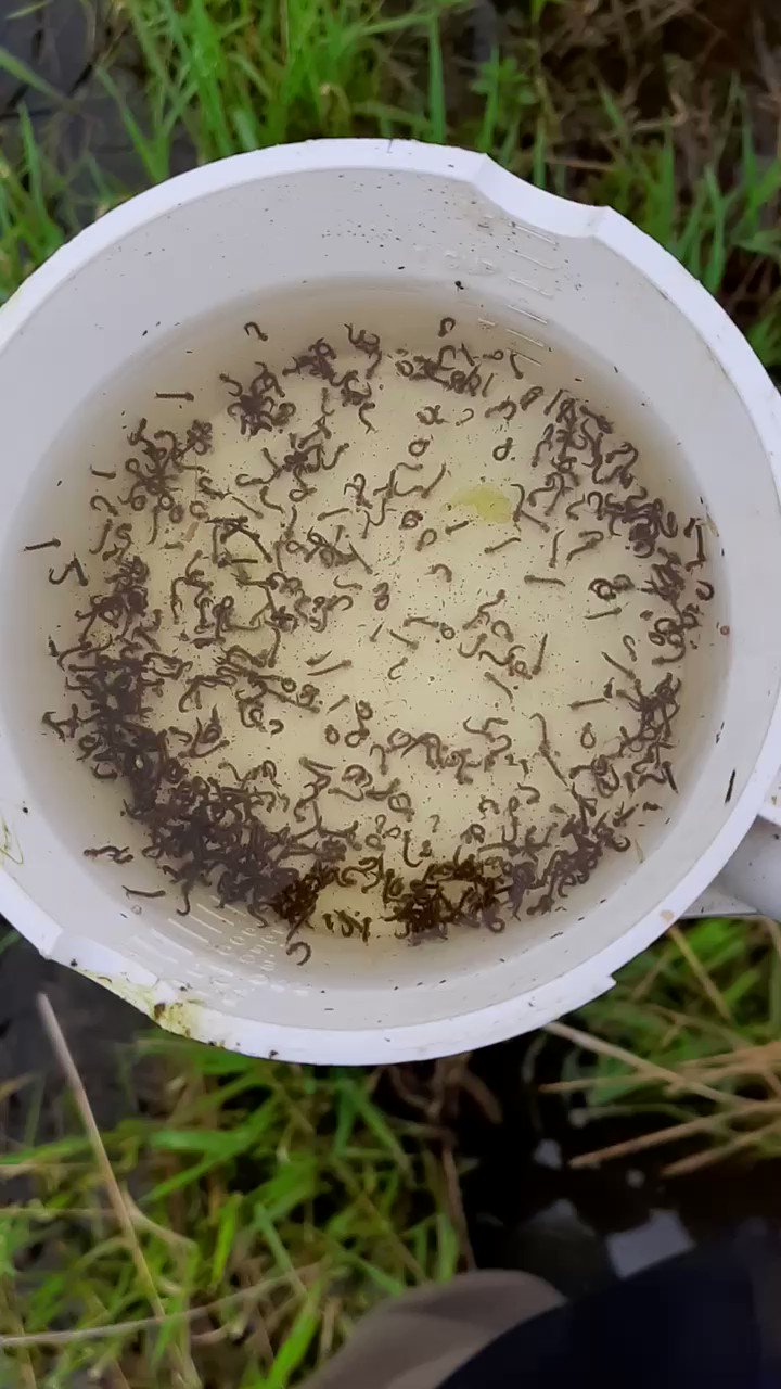 Mosquito larvae deals