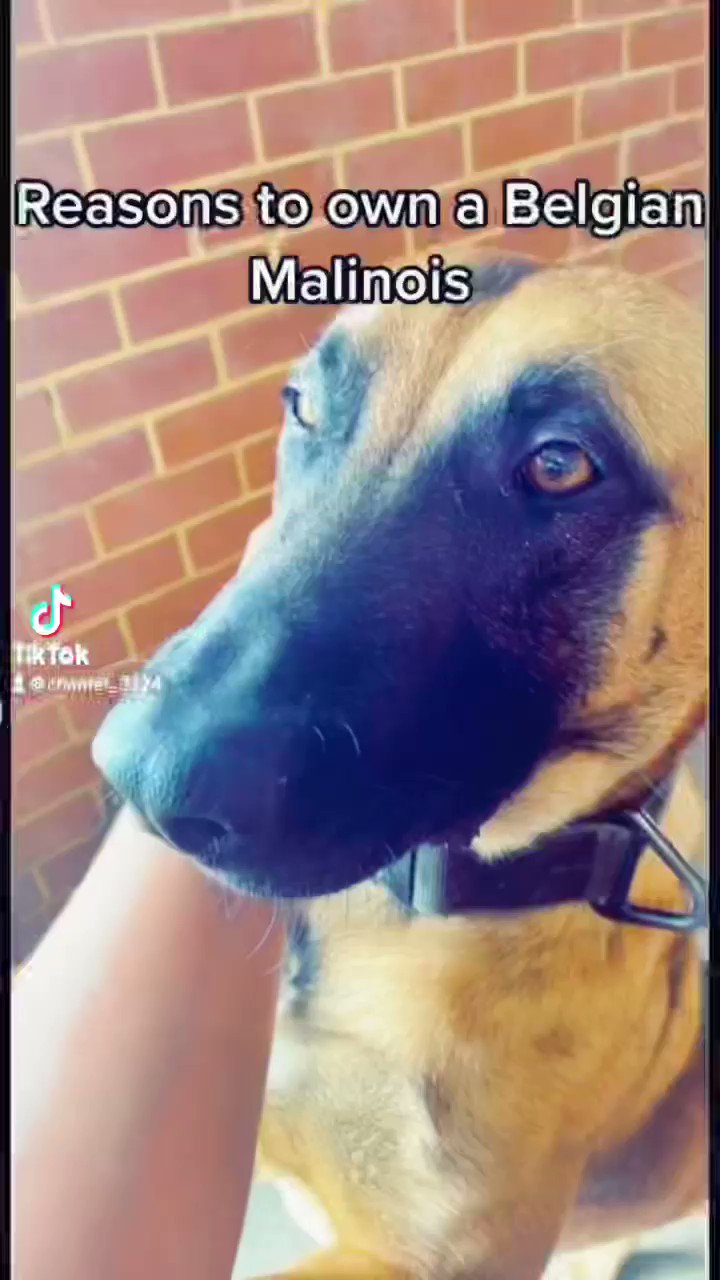 Funny store belgian malinois