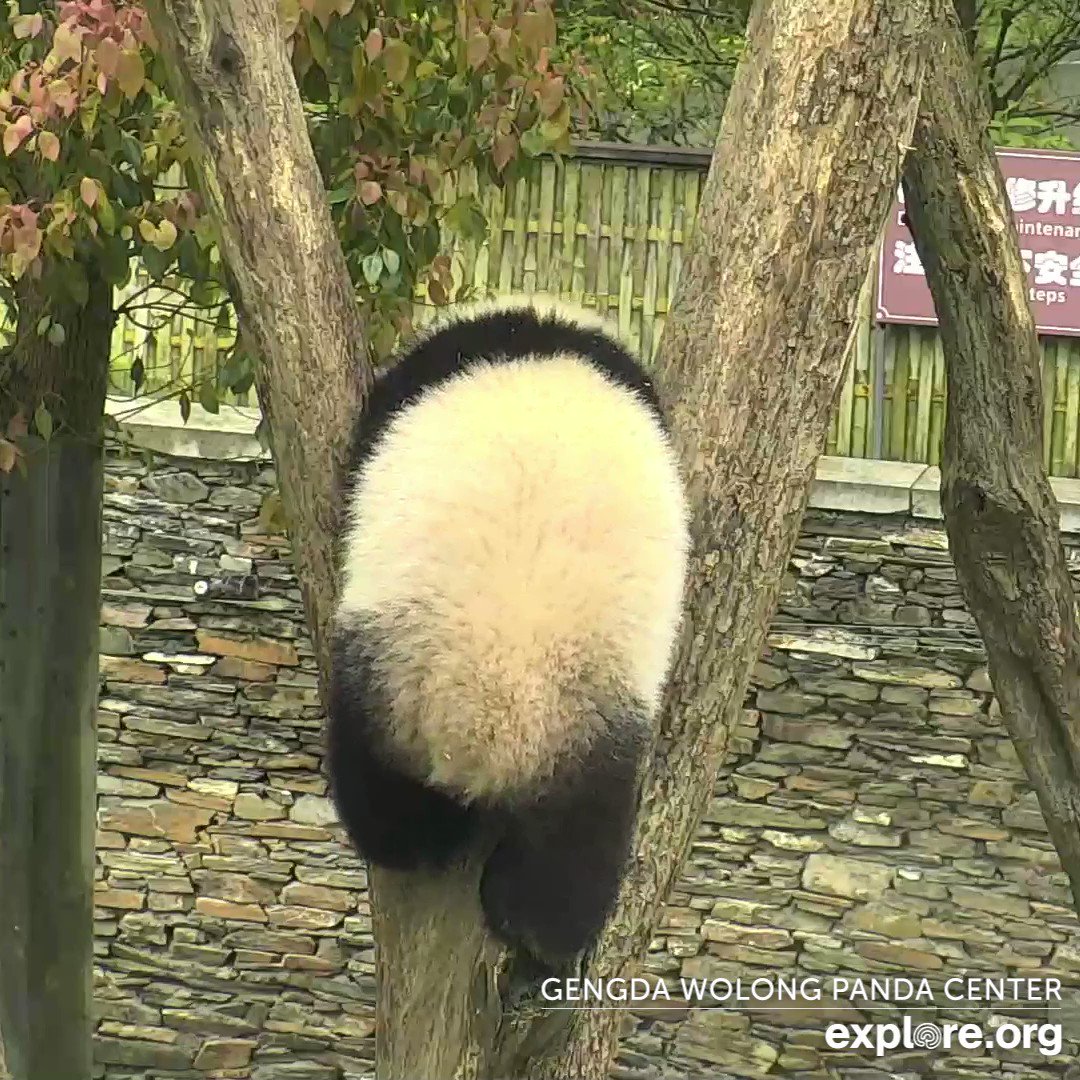 @exploreorg's video Tweet
