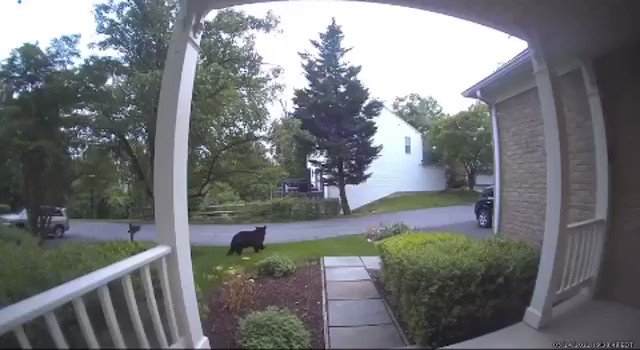 RT @MoCoPGNews: RING CAMERA FOOTAGE OF A BLACK BEAR SPOTTED IN ASPEN HILL/SILVER SPRING AREA OF MOCO TODAY: https://t.co/WpAcpdAN9a