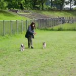 ツイートに含まれる画像