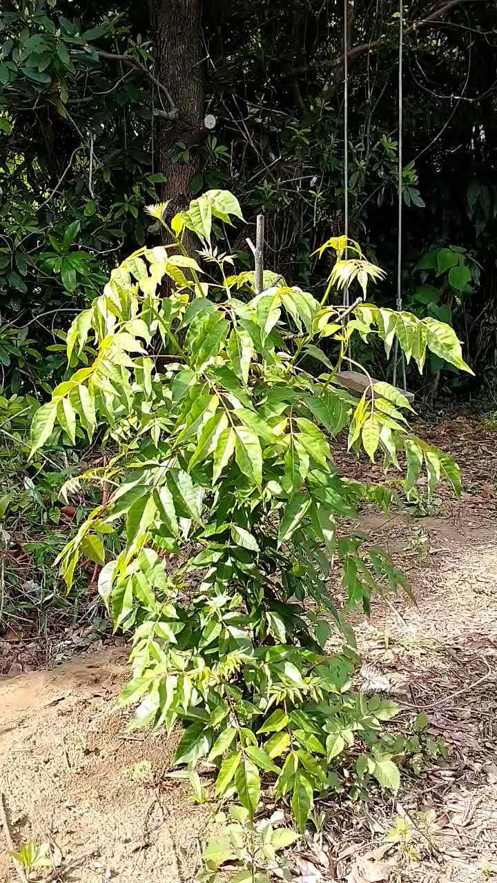 ハマセンダン　苗木　１本　　（アゲハ類のエサ） ハマセンダン 苗木 1本 （アゲハ類のエサ） その1 ハマセンダン