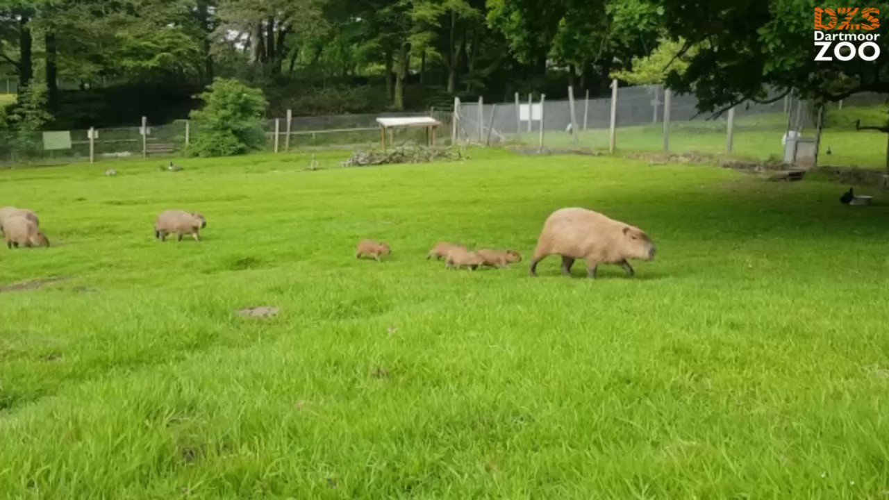 Dartmoor Zoo on X: Everyone's favourite furry family has grown! Give a  warm welcome to our four new capybara babies! 😍 You can spot the new  arrivals in our South American paddock.