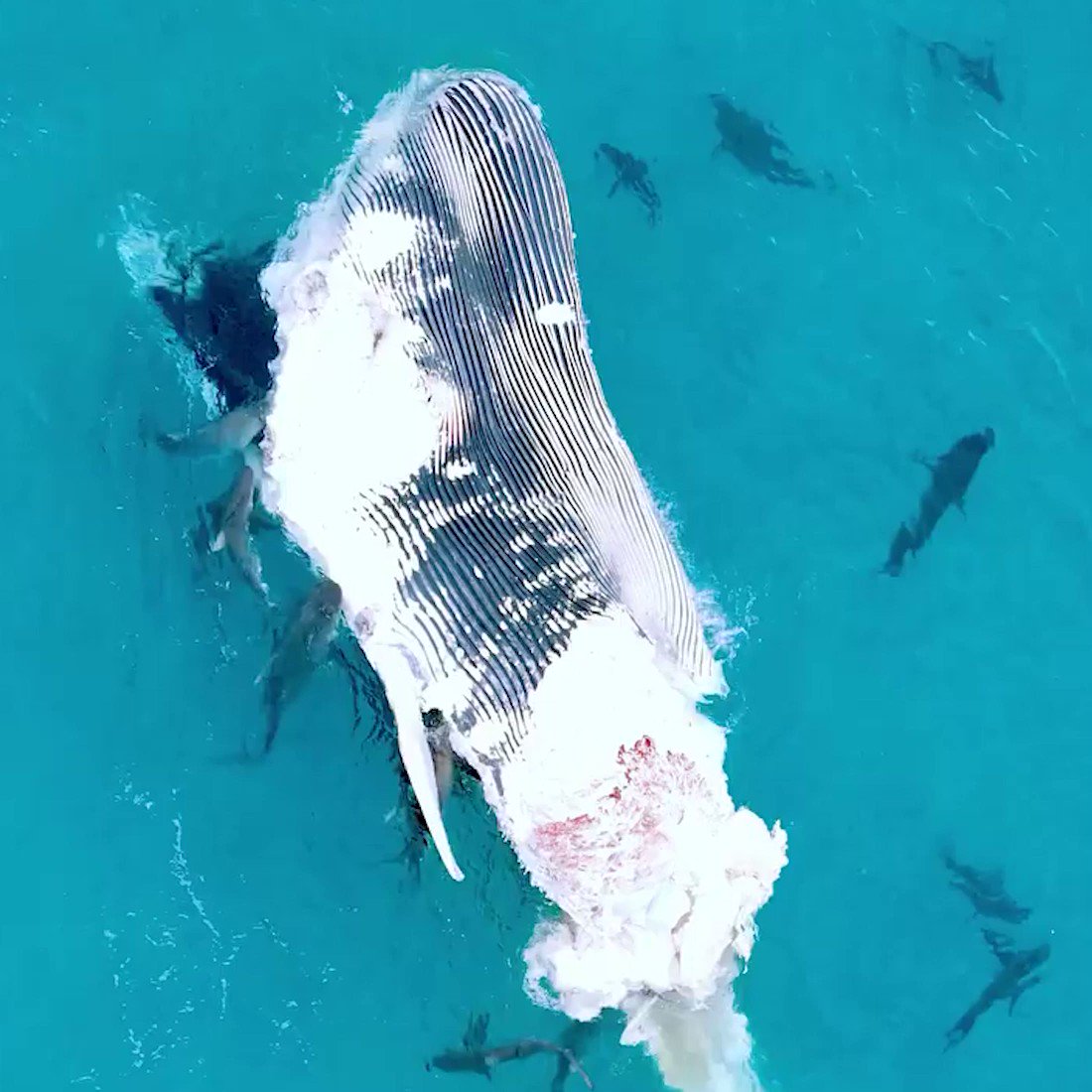 IFLScience on Twitter "A group of sharks feast on a dead humpback whale near Albany, Western