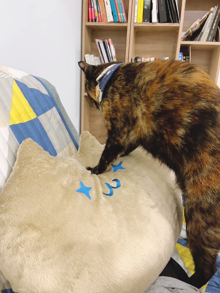 有空5mins Fishcat　Tisha 　ソフビ　猫 有空 (@5mins_com_tw) / X