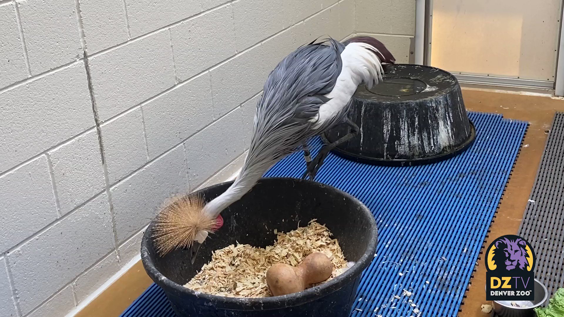 Denver Zoo on Twitter "We’ve received a few questions wondering how