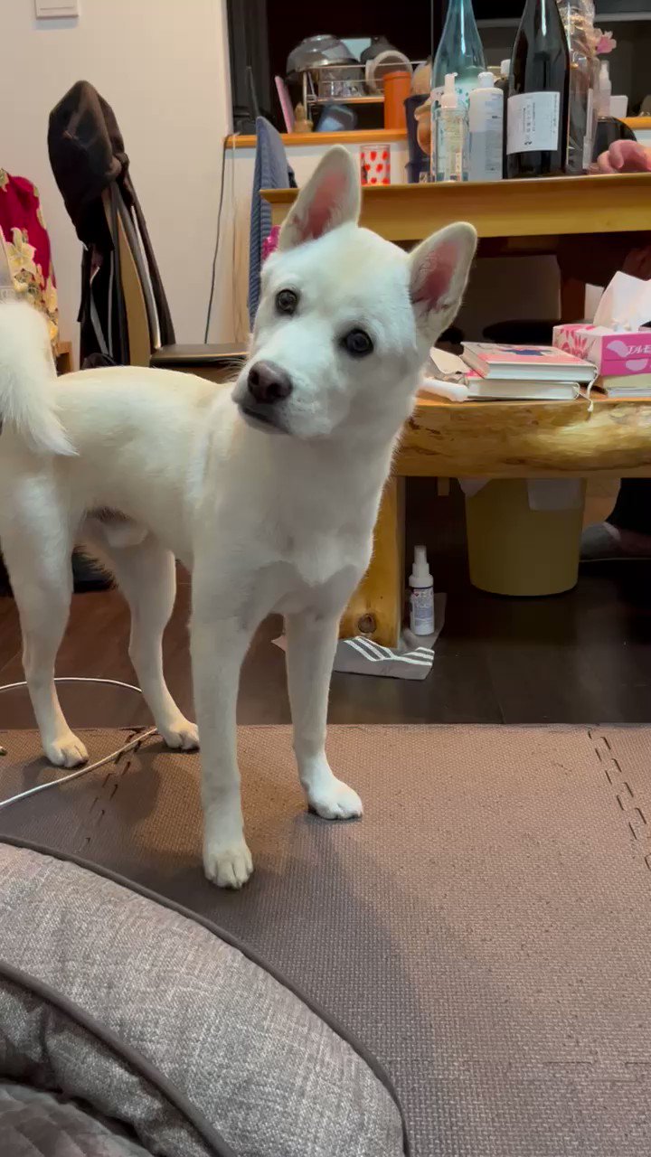 雑種犬 永遠 とわ Towa Lovelytowakun11 Twitter
