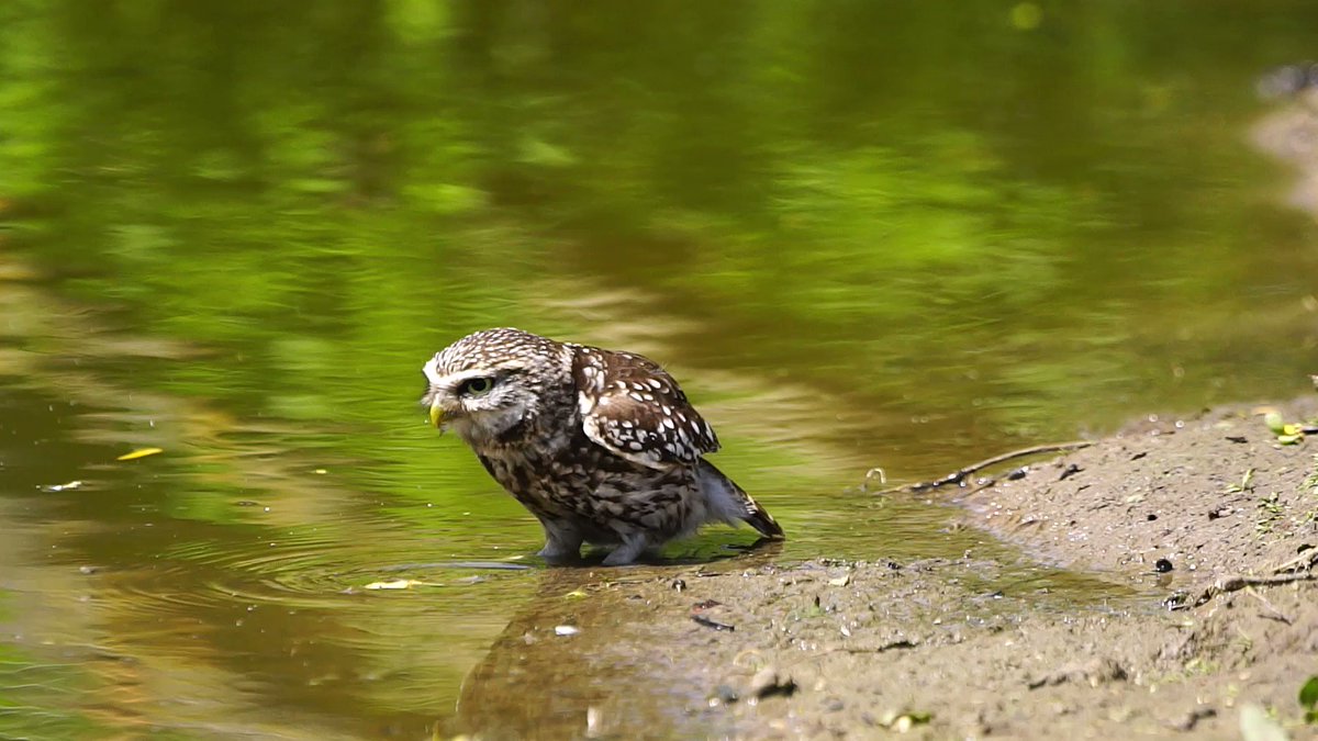 It's quite a rare thing to see an Owl drinking water. They get most of the liquid they need from