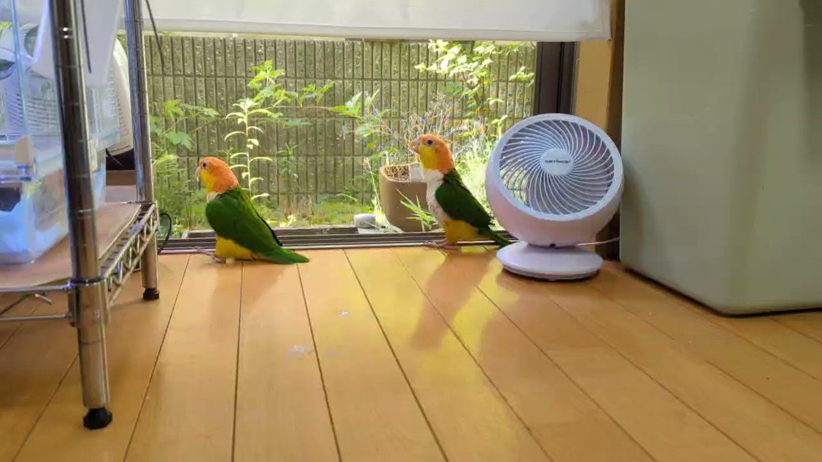 シロハラインコが口笛でキレッキレダンス 嫁にアピールするも 笑っちゃうラストに 何でこんなに面白いｗ の声 ねとらぼ