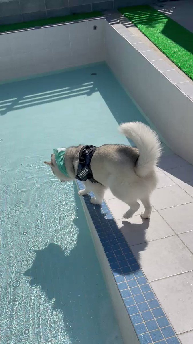 プールに入ろうとした犬 次の瞬間に 見逃さなかったぞ 22年5月30日 ウーマンエキサイト