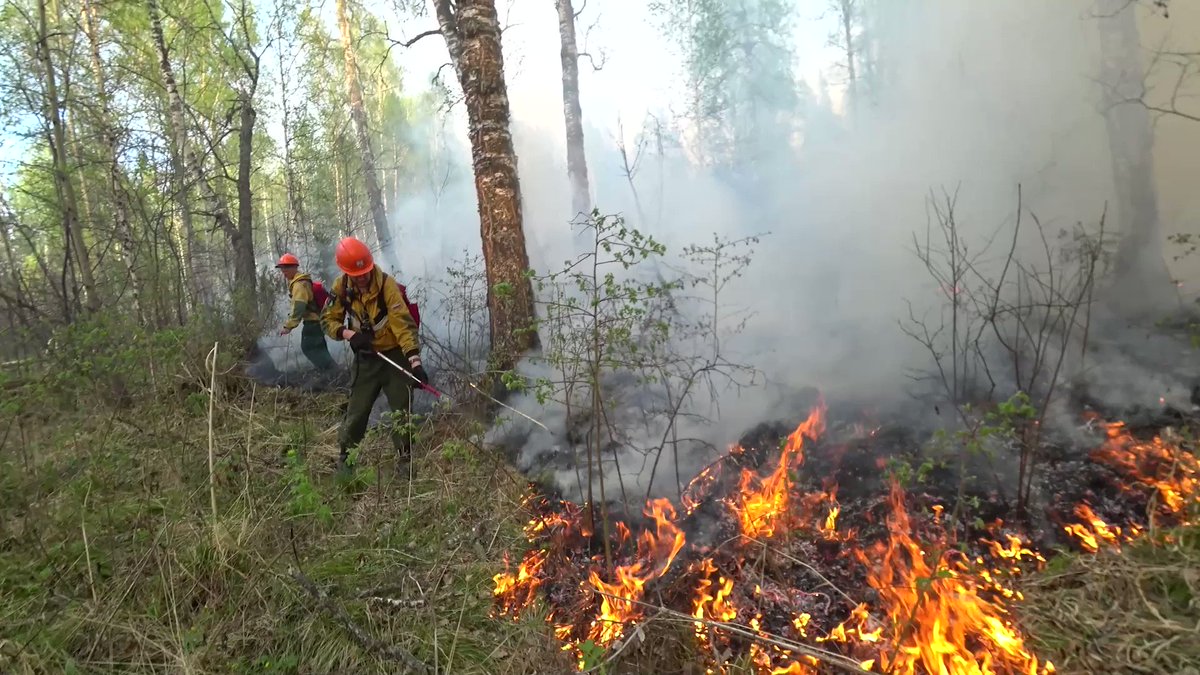 Лесные пожары. Лес после пожара. Пожар в лесу. Летом в лесу бушевали пожары. Летом в лесу бушевали пожары.
