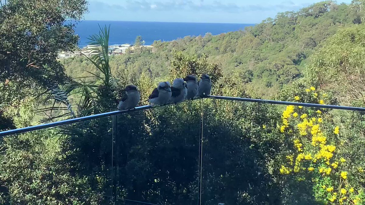 Image for the Tweet beginning: A bunch of young Kookaburra's