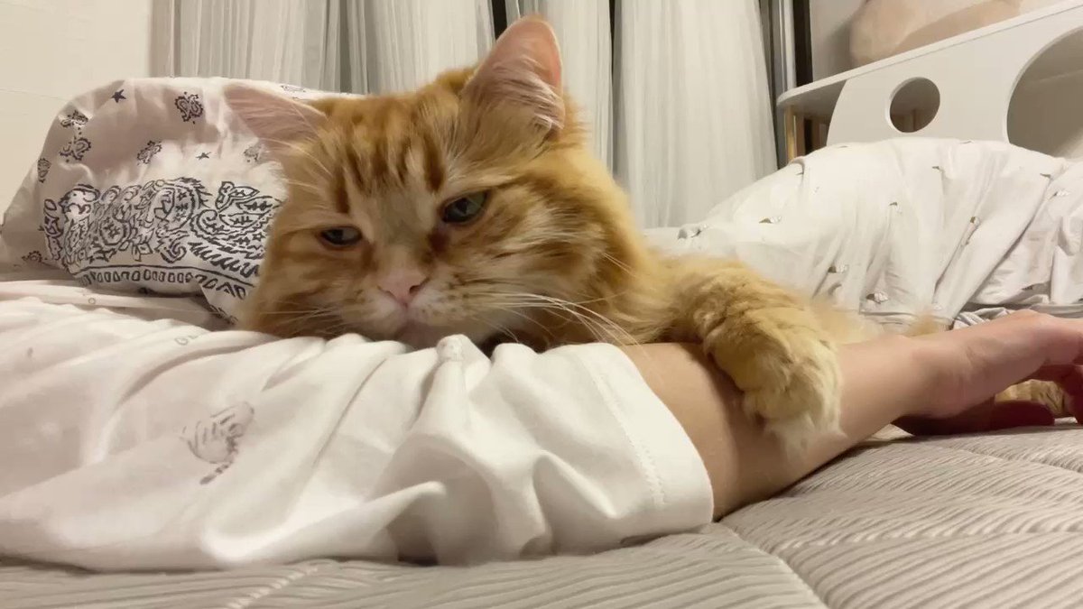 ねこじるしちくわ こんぶとちくわ 首元にある2本のラインがおそろいです * * * #猫
