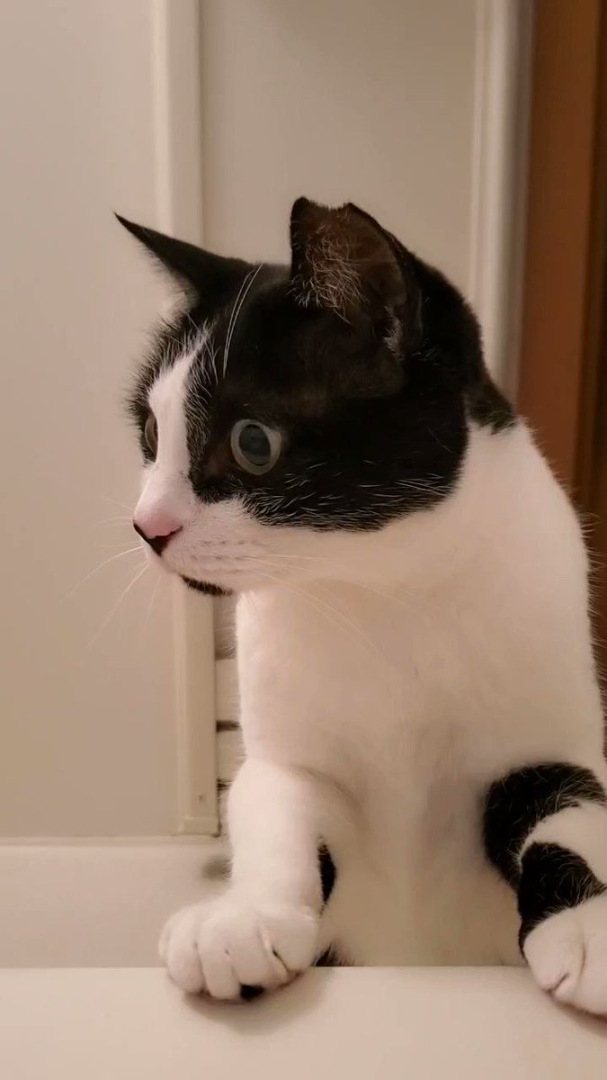人間の入浴を見た猫さん『なんでぇ!水の中に!?』動揺しつつ声をかけ
