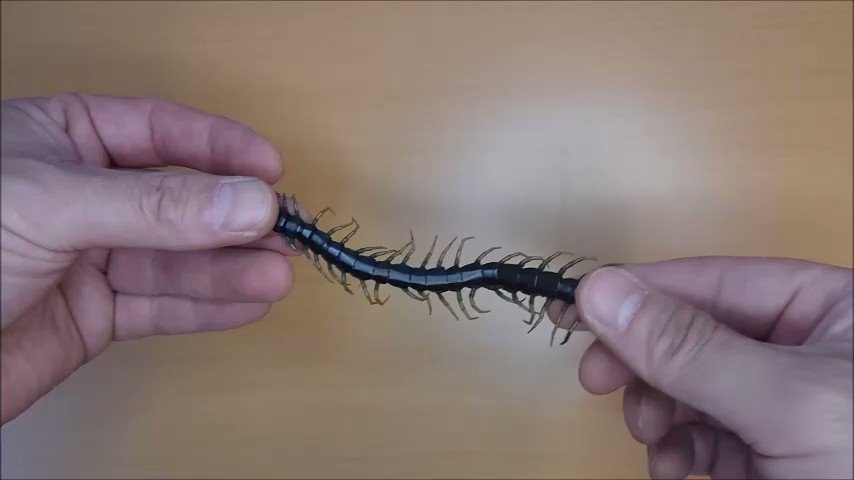 アオザメ グリセリン置換標本 | www.ptdexam.com