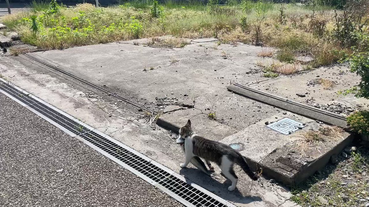 お魚くわえたどら猫、追っかけて。リアルどら猫発見。