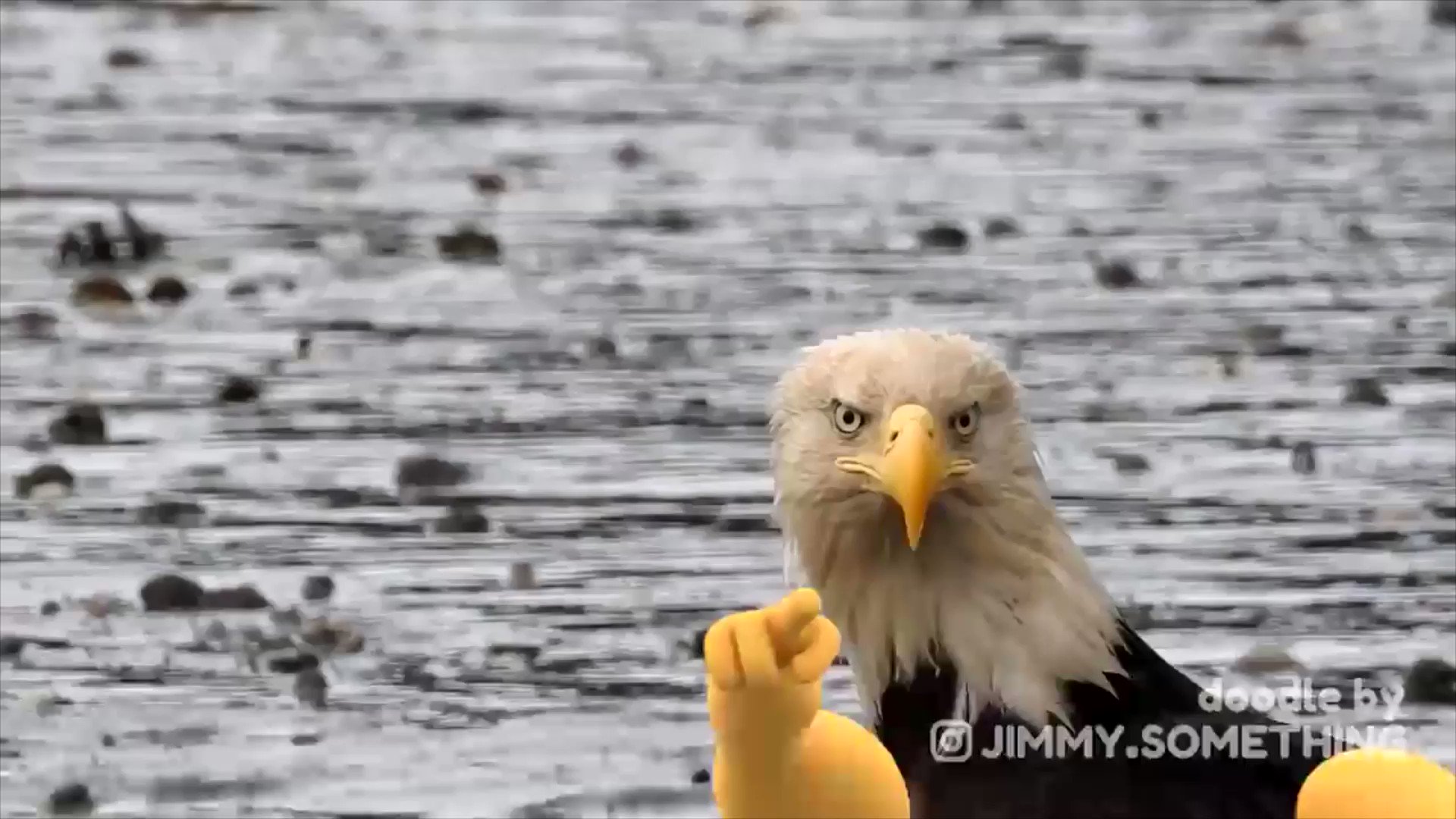 Stan 🍊 on Twitter: "RT @IndyBeginsAt220: Our American Bald Eagle Is