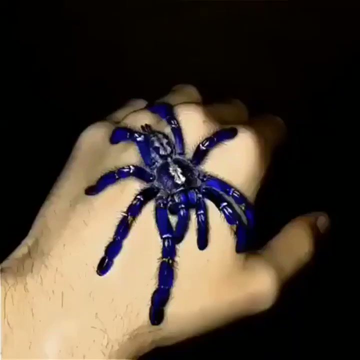 RT @KlatuBaradaNiko: Blue Tarantula, also known as a Peacock Tarantula
One of the rarest spiders in the world https://t.co/Fgm9qiwDVy