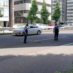 平和な光景にうっとり♪カルガモ親子のお引越しをサポートする警察官が素敵すぎる♪