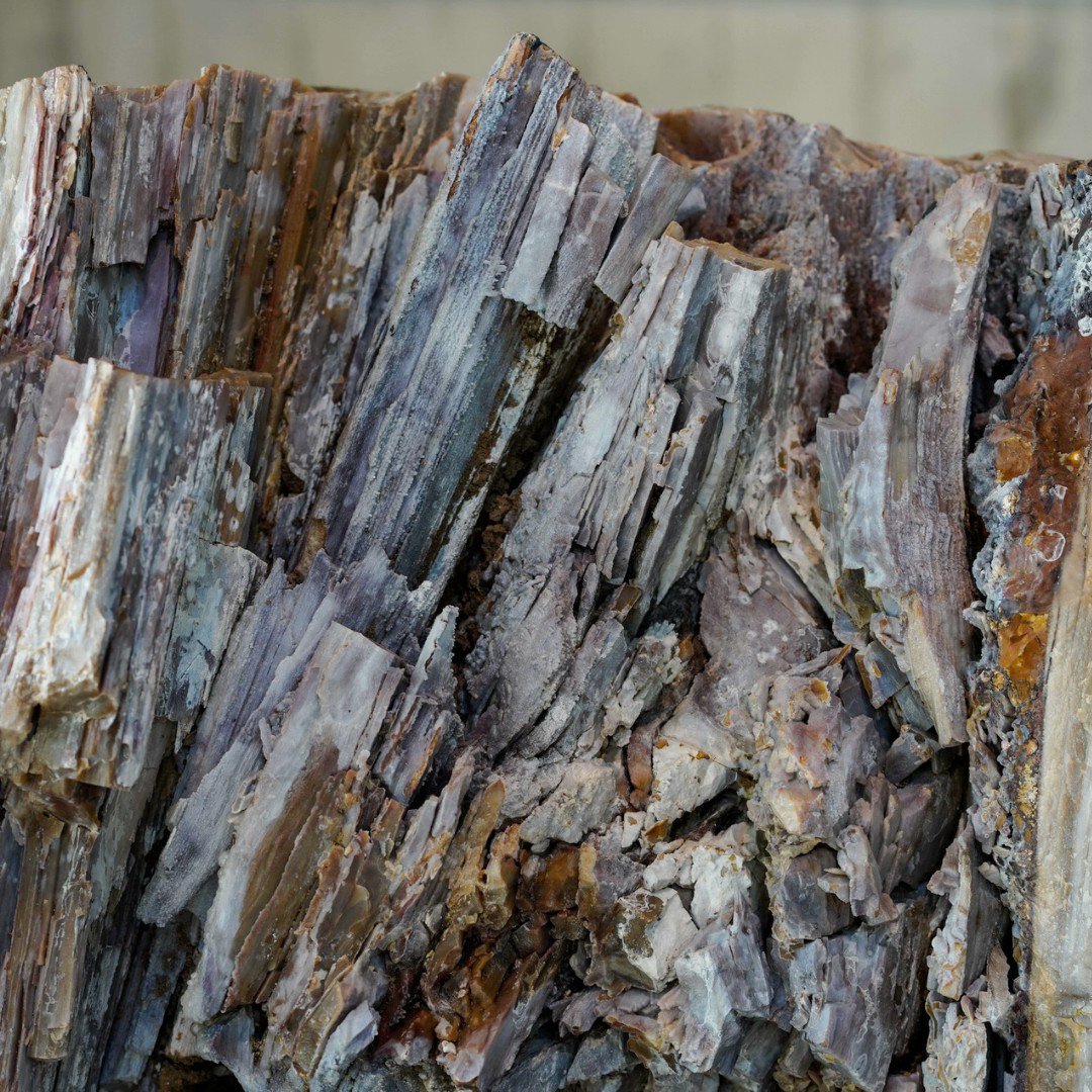 Welterbe Grube Messel on Twitter 