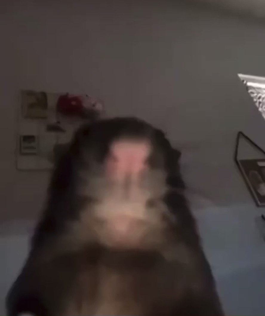 Хомяк вебка