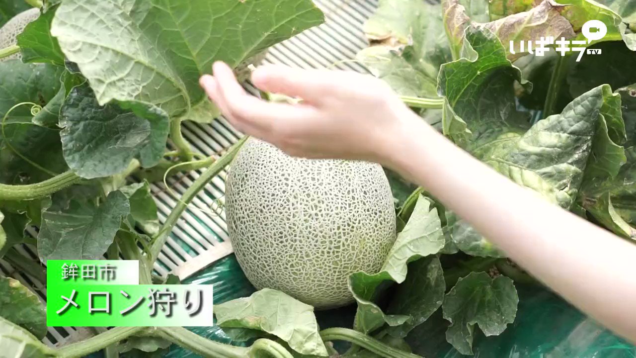 いばキラtv 茨城はメロンの生産量日本一 鉾田市 にある フォレストパークメロンの森 などではメロン狩りが体験できちゃいます 生産地ならではです 茨城をたべよう T Co Dsvot1vaev T Co Keayxbe5rj Twitter