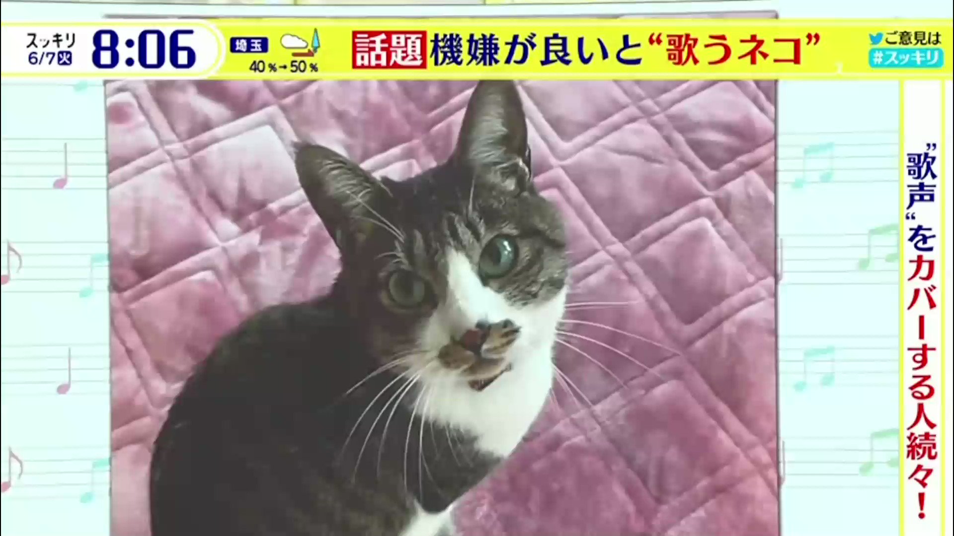 Lycos ライコス 777 Ta スッキリで紹介されました 歌うネコねずこちゃん 歌うネコ 歌う猫 T Co Eaqqxlkmso Twitter