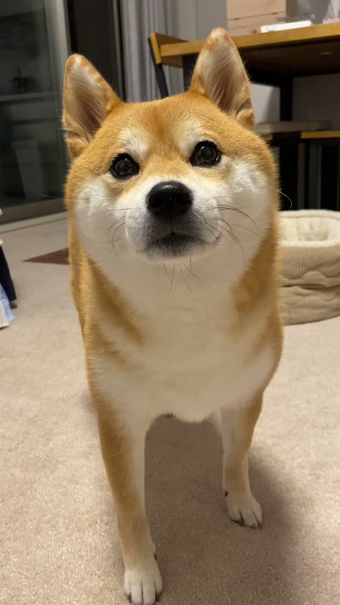柴犬さん クゥン ピィピィ よかれと思って手を差し出した飼い主さんへの対応が柴犬らしくて最高 Togetter