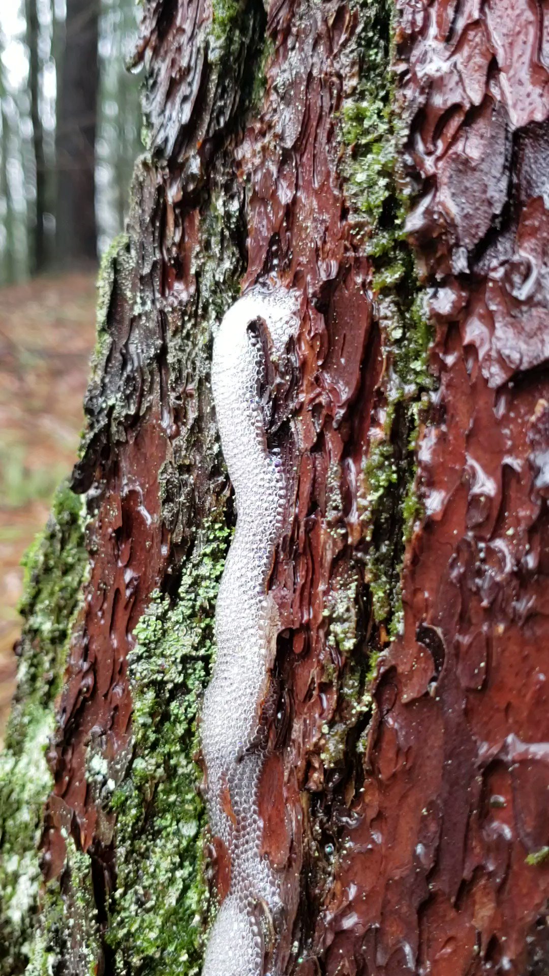 NYSDEC on Twitter "Is that tree blowing bubbles?? Not quite. Seen here