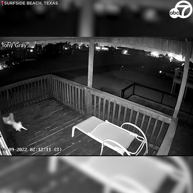 ABC7 Eyewitness News on Twitter: "CAT VS COYOTE: An encounter between a
