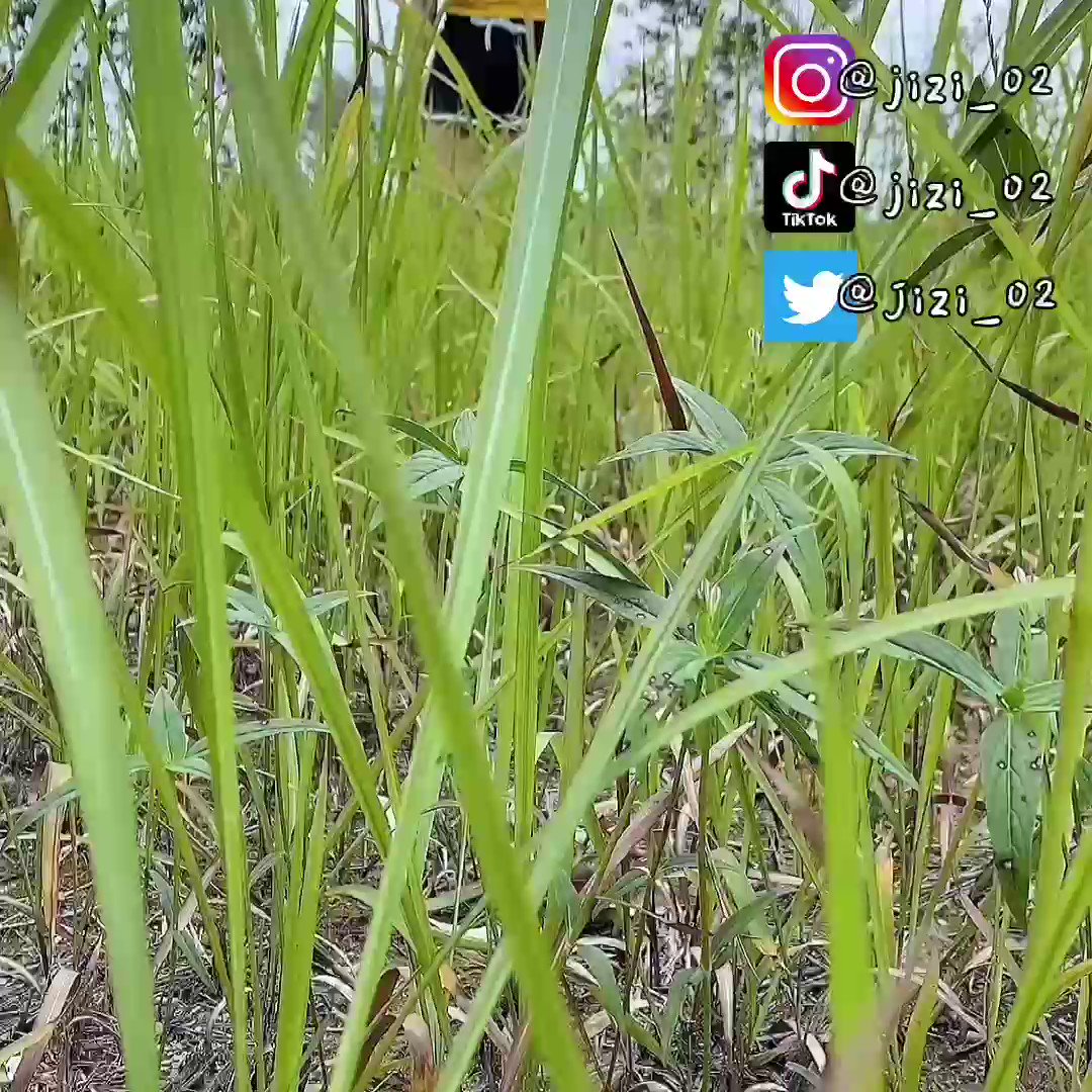媒体预览