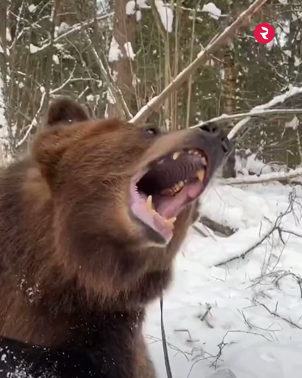 Russia Beyond on Twitter "We have exclusive footage of what the