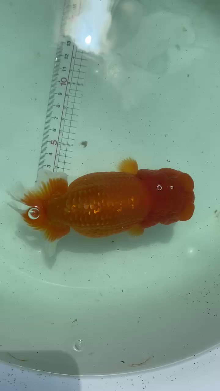 まりもヘッド 金魚マイスターを目指してます 2歳メス 腸満ではございません 抱卵しているだけです 丸手なので 太みはあるwww T Co Tovau2yejl Twitter