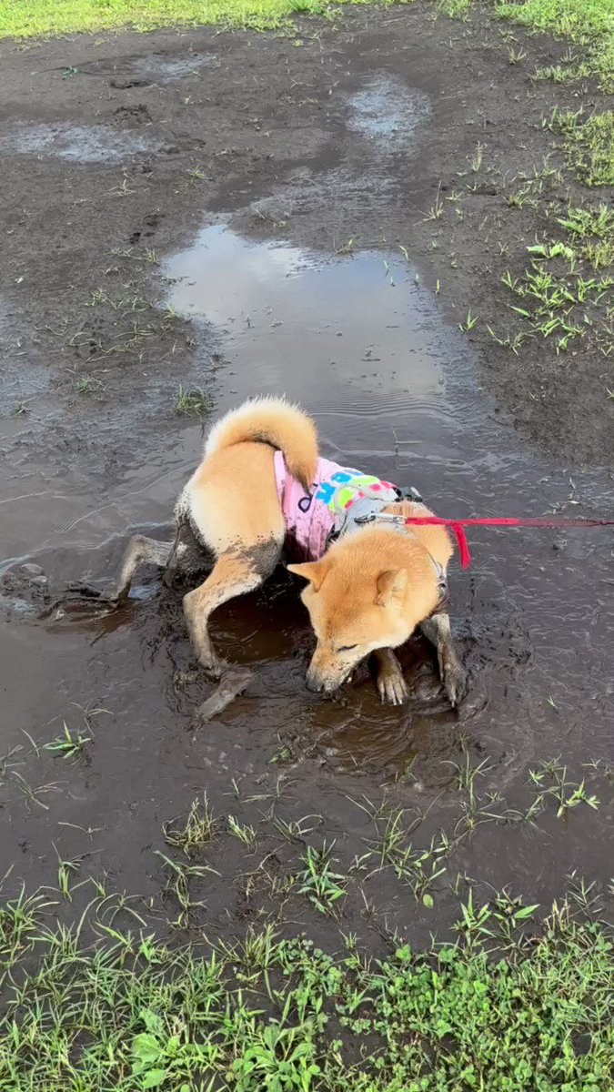 雨上がり 全身泥まみれではしゃぐ柴犬 いやがらせー と飼い主絶叫 えらいこっちゃ 爆笑するも同情の声集まる まいどなニュース