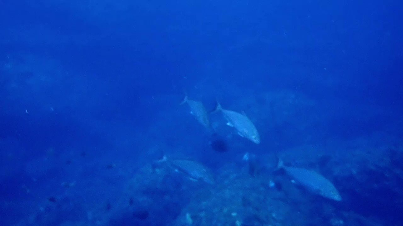 Mzv65hr3axtxvm