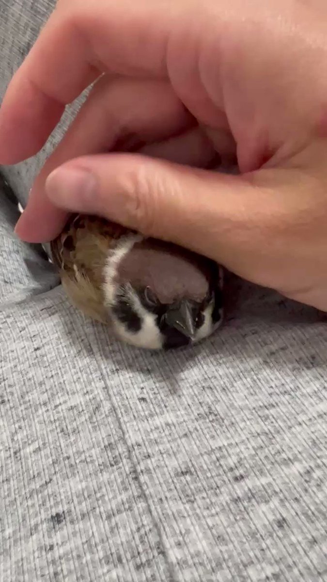 なでなでしていたら突然スズメが豹変して 鳥がいかに理不尽かが良くわかる動画 に共感の声 ねとらぼ