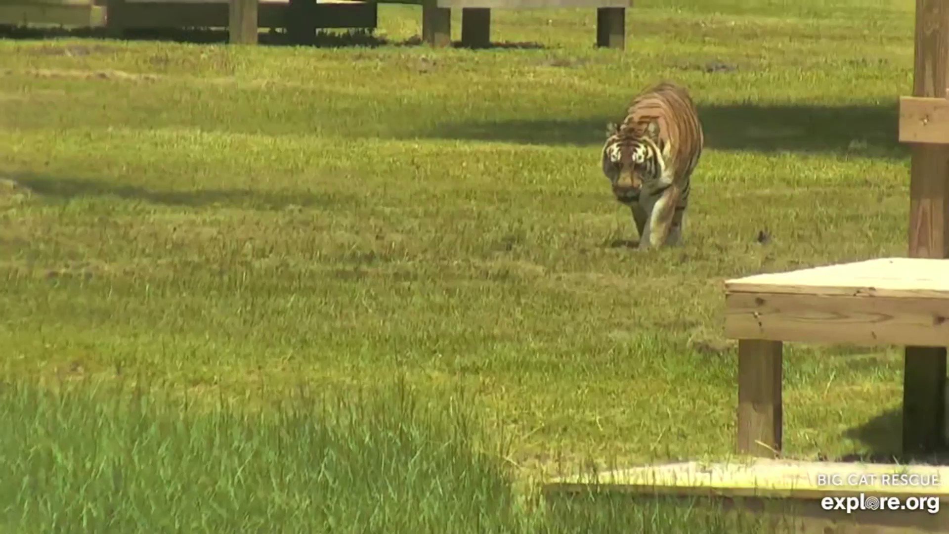 Big Cat Rescue on Twitter "That was super stinky! Dutchess tiger at