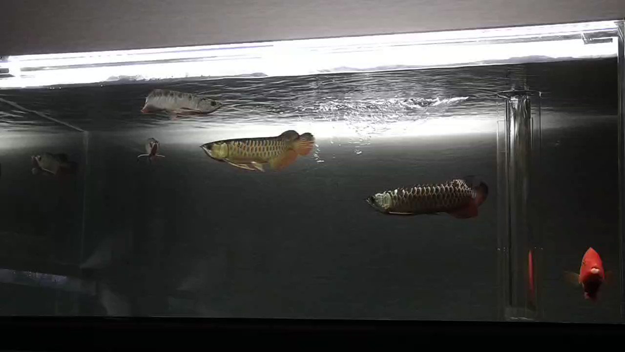 アロワナバカタロウ V Twitter なんとか混泳してます 餌食いはとても良い どのアロもよく食べる 大丈夫かな アロワナ混泳 T Co Ieivrgdm0f Twitter