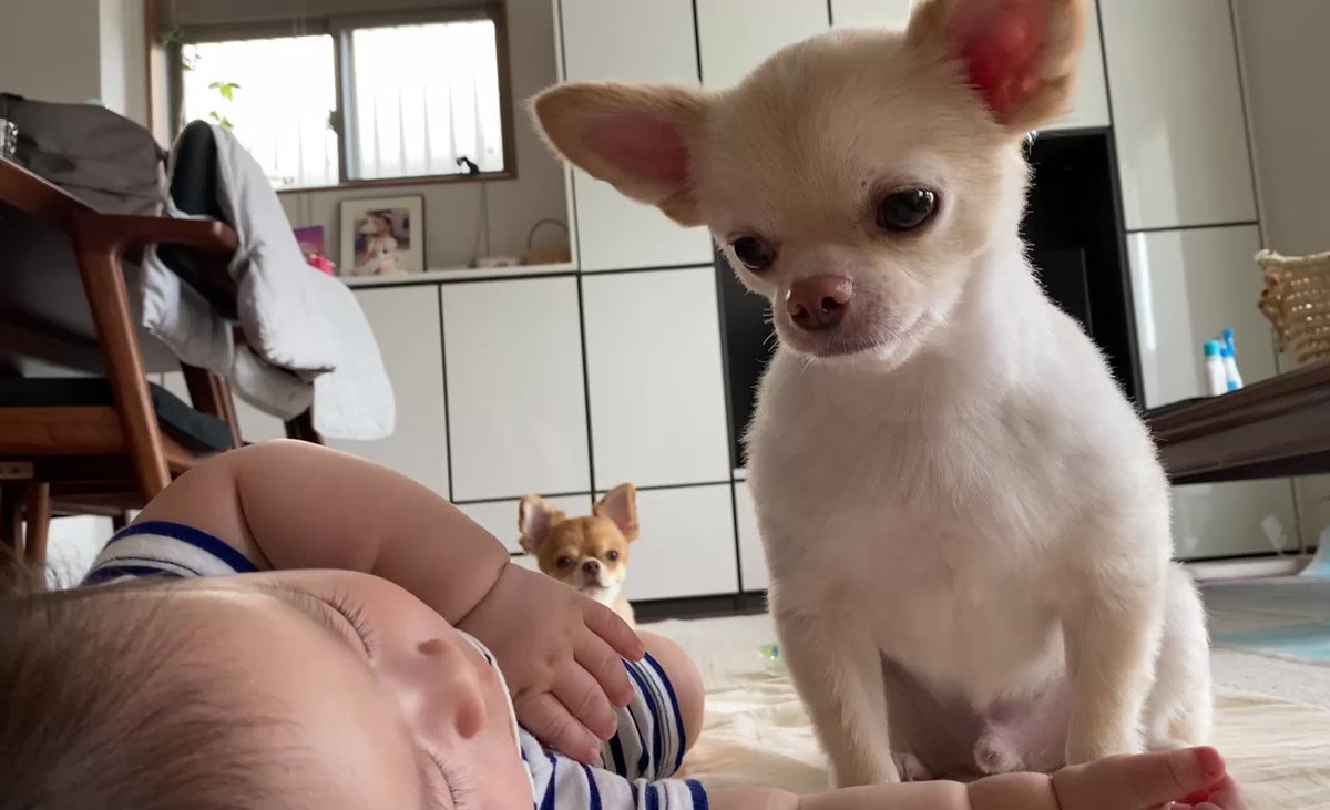 犬にもこんな表情があるのか 寝ている赤ちゃんを起こさず寄り添うチワワの表情に注目 Eltha エルザ 犬にもこんな表情があるのか 寝ている赤ちゃんを起こさず寄り添うチワワの表情に注目 Eltha エルザ