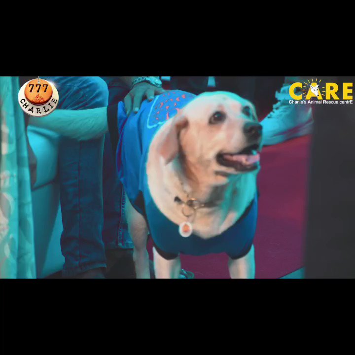 Charlie's Animal Rescue Centre (@careshelterblr) / Twitter Charlie's Animal Rescue Centre (@careshelterblr) / Twitter
