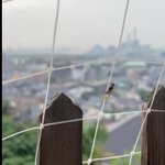 女王アリが羽を落としている場面に遭遇!潔いその姿に心打たれる!
