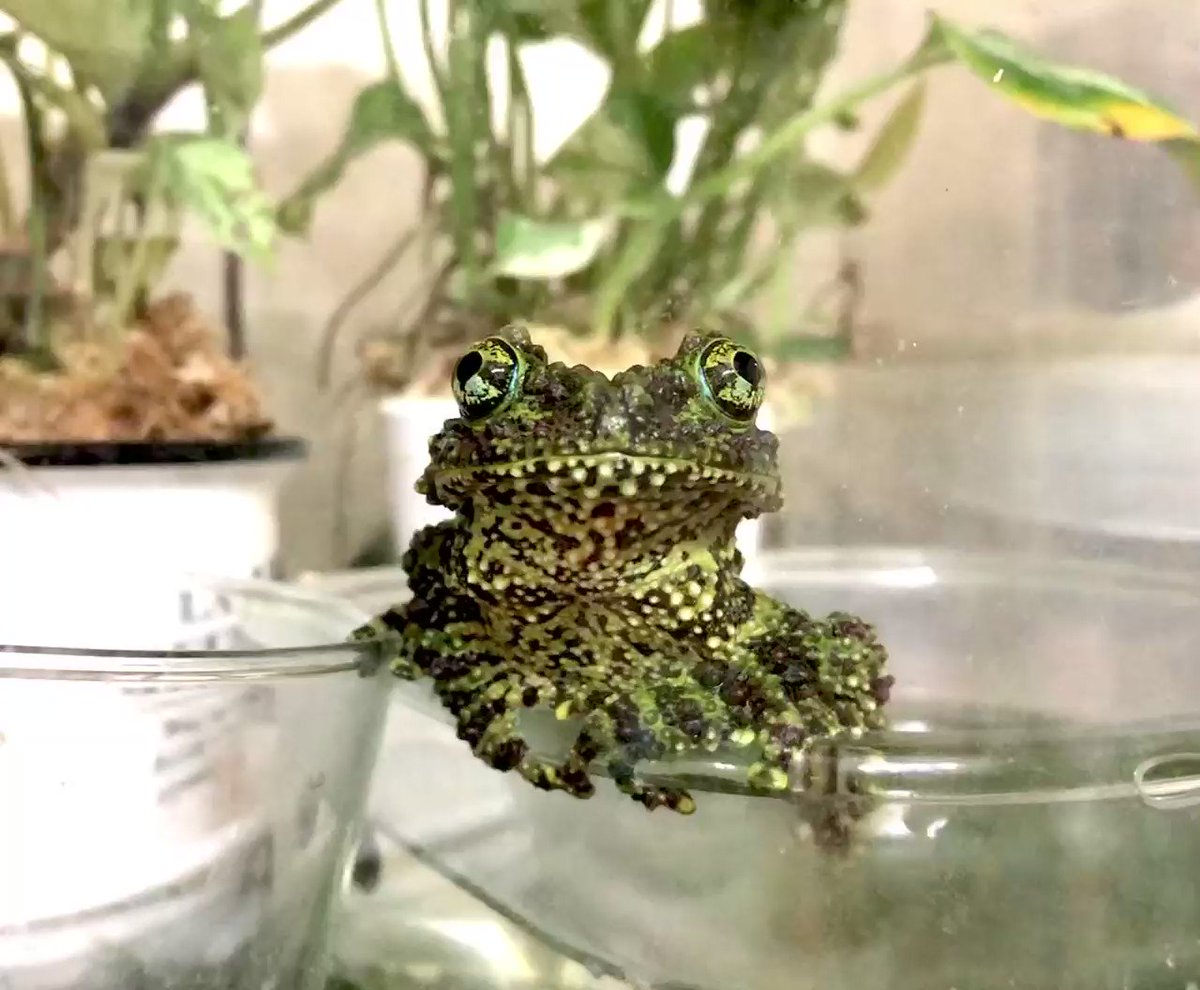 ベトナムコケガエル オタマジャクシ